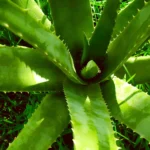 para-que-sirve-la-sabila