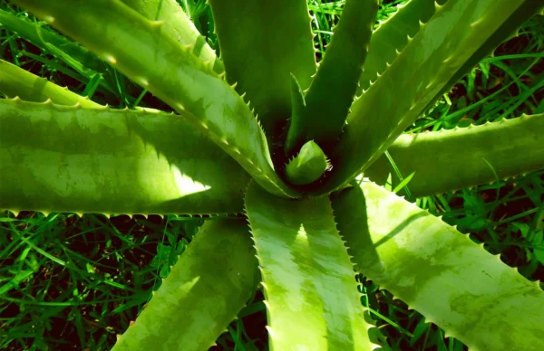 para-que-sirve-la-sabila