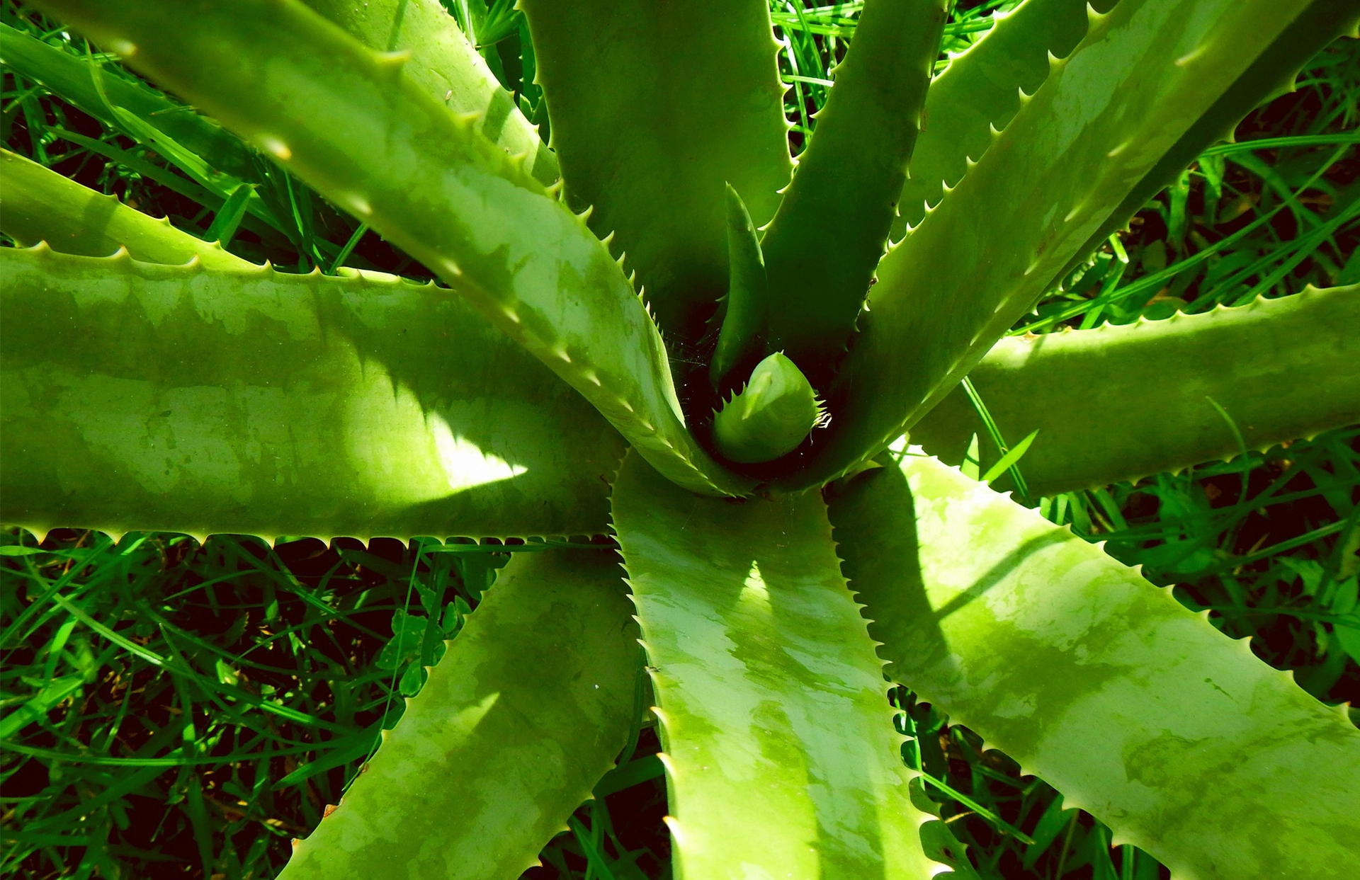 para-que-sirve-la-sabila